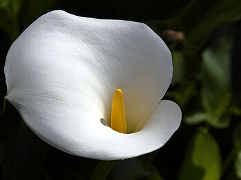 Weiße Blume - Calla - als Symbol für Trauer